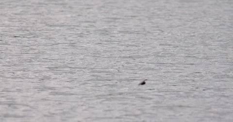 Barn swallows Hirundo rustica are flying over the pond. 스톡 동영상 341004756