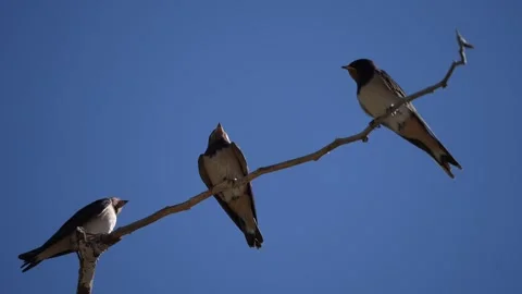 Barn Swallows juveniles flapping wings when sibling lands Stock Footage 344770299