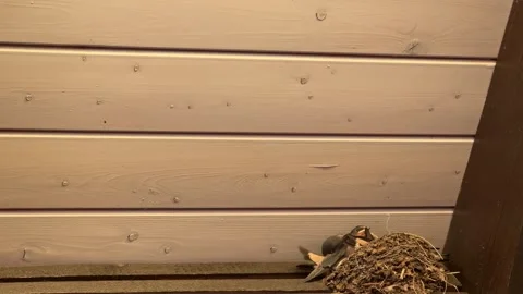 Barn Swallows Nesting Video stock 285652506