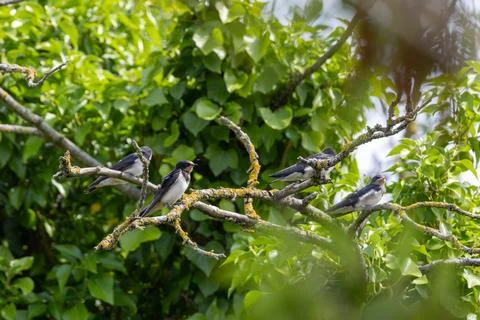 Barn swallows perched on branches in a tree Stock Photos