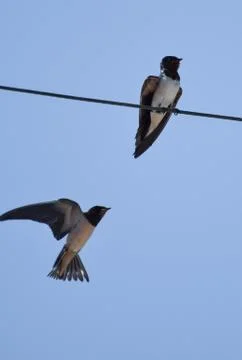 Barn Swallows Stock Photos