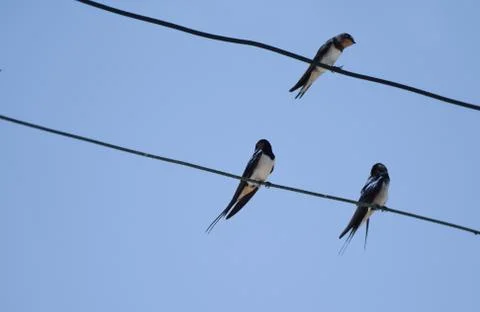 Barn Swallows Stock Photos