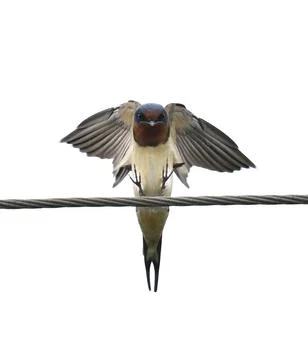Barn Swallows Stock Photos