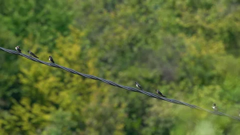 Barn Swallows on power cord, summer, beautification, far away (Hirundo rustica) Stock Footage 341404156
