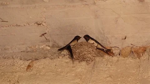 Barn swallows returning to their mud nest symbolizing love and home Stock Footage 318733801