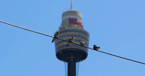 Barn swallows sitting on a wire, Sydney Eye Tower is visible in the background Video stock 335997035