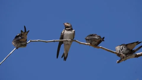 Barn Swallows Stretching Wings and preening on Branch, Greece Stock Footage 344770229
