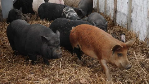 In the barn, there are multicolored pigs and piglets on a straw bedding Stock Footage 278457102