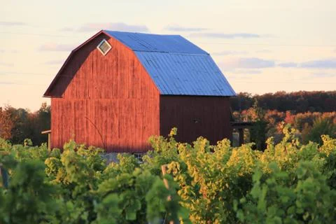 A barn in a vineyard Stockfoto's