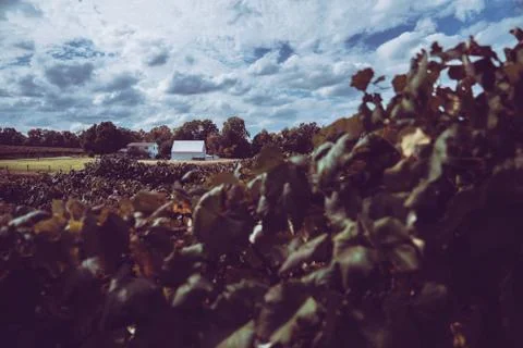 Barn at Vineyard 写真素材