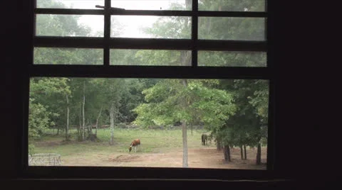 Barn Window View With Horses In Pasture 3 Stockbeeldmateriaal 26668629