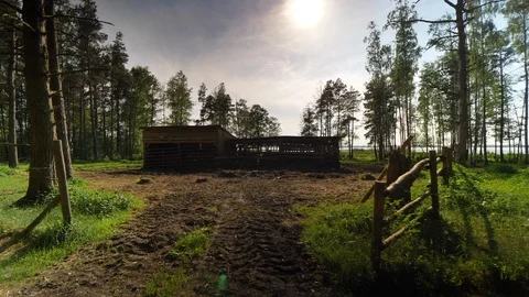 Barn in the woods Stock Footage 98714167