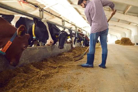 Barn worker adding up some fodder for feeding cows on livestock farm in the Fotos Stock