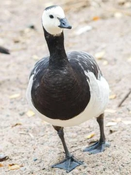 Barnacl goose at beach Stock Photos