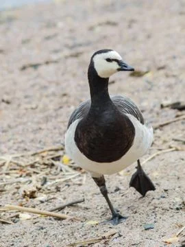 Barnacl goose at beach Stock Photos