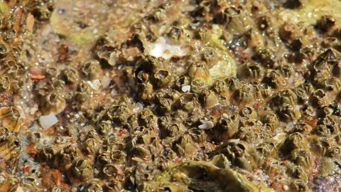 Barnacle arthropod closed and attached to the side of harbour. Stock Footage 305973087