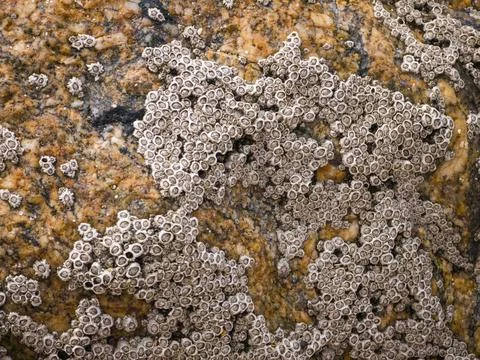Barnacle clusters attached to rocky surface on Portuguese coast Stock-Fotos