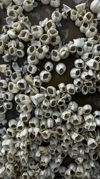 Barnacle covered boat hull close-up biofouling reduces speed and efficiency Stock Photos