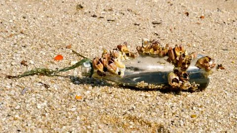 Barnacle covered bottle. Stock Photos