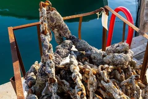 Barnacle Covered Chain in Rusted Dock Frame Stockfoto's