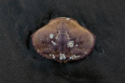 Barnacle-covered crab shell rests on wet, dark sand on Ocean Beach. Stock Photos
