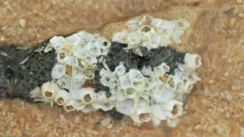 Barnacle Covered Intertidal Rock with Hermit Crabs on Tropical Shoreline Video stock 336844663