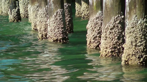 Barnacle Covered Pier Vídeo Stock 31141608