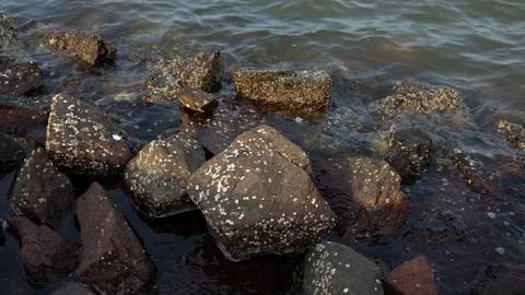 Barnacle-covered rocks Foto stock