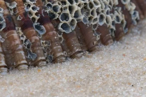 Barnacle Covered Shell Sinks into Sand 库存照片