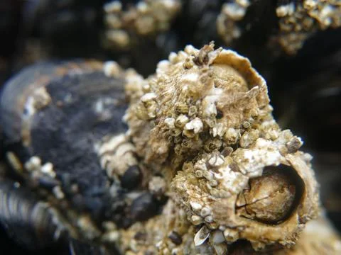 Barnacle covered shell in a tide pool, marine life thriving on ocean coast,.. Фото
