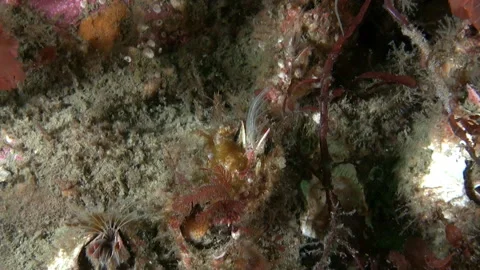 Barnacle crayfish in unique underwater environment of Barents Sea. Stock Footage 232818125