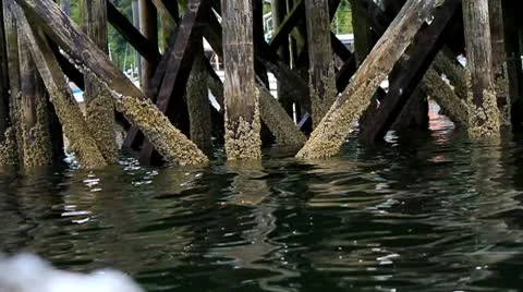 A barnacle encrusted dock Stock Footage 10744110