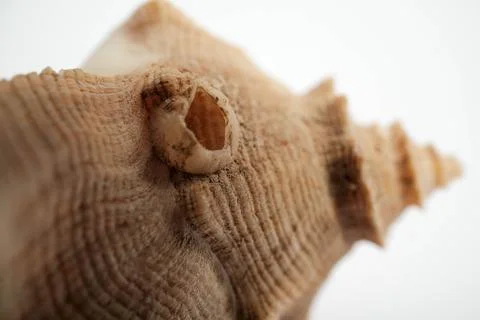 Barnacle Encrusted Murex Gastropod Shell Spine Macro Close Up Det Stock Photos