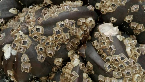 Barnacle Encrusted Surface Macro Texture of Marine Fouling Organisms 動画素材 336435602