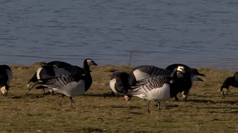 BARNACLE GEESE #1 Stock Footage 36338823