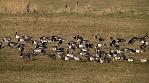 BARNACLE GEESE #2 Stock Footage 36291558