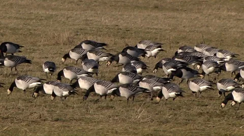 BARNACLE GEESE #3 Stock Footage 36291916