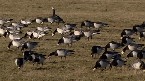 BARNACLE GEESE #4 Stock Footage 36345720