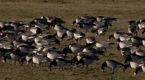 BARNACLE GEESE #5 Stock Footage 36346481