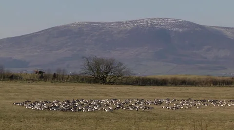 BARNACLE GEESE #6 Stock Footage 36346780
