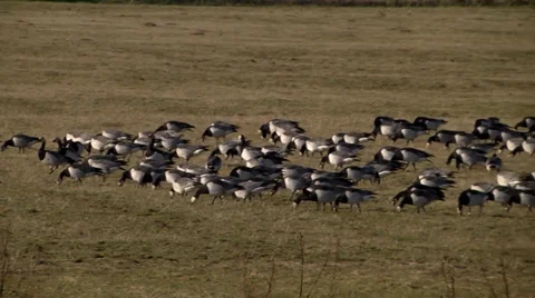 BARNACLE GEESE #7 Stock Footage 36347820
