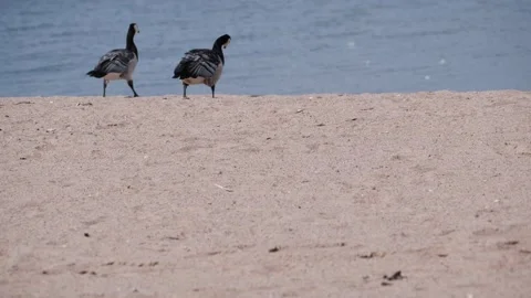 Barnacle geese on beach Stock Footage 155806188
