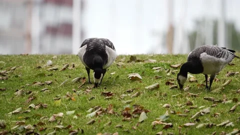 Barnacle geese close Stock Footage 146859085