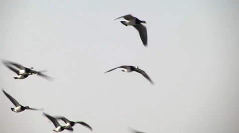 BARNACLE GEESE FLOCK #1 库存影片 36349923