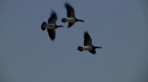 BARNACLE GEESE FLOCK #2 库存影片 36358931