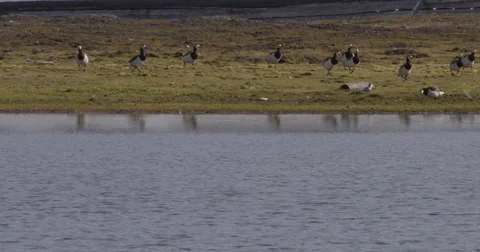 Barnacle Geese Flock Runs To Pond Video stock 57265053