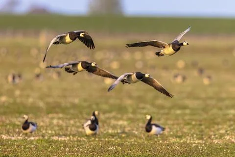 Barnacle geese flying on migration Foto stock