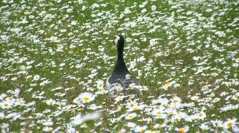 Barnacle Geese Видео 359974