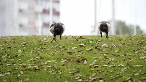 Barnacle geese Stock Footage 146800781