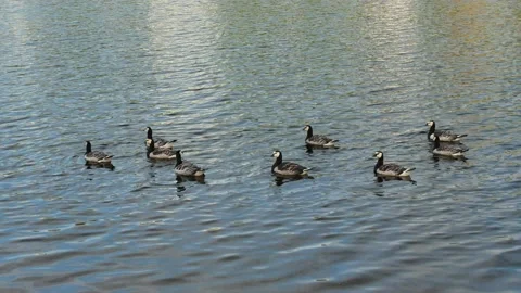 Barnacle geese on a lake Stock-Footage 202631078